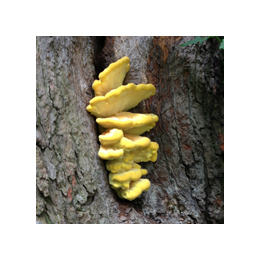 Eastnor Castle Foraging Courses with Wild Food UK 