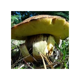 Eden Valley Glamping Autumn Foraging Courses, Cumbria