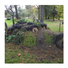 Bute Park 'Thrifty' Foraging courses with Wild Food UK