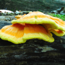 Huntingdon Foraging Courses with Wild Food UK at The Brampton Mill.