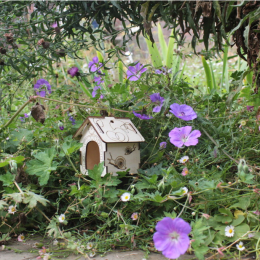 Birds, Bugs and Botanicals of the Bluecoat: A Nature Spotter Challenge
