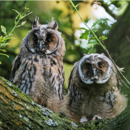 Wirral Bird Club - “Birds of the Mid-Mersey Area” -  Mike Roberts