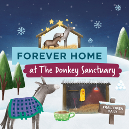 A Forever Home Winter Trail