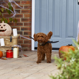 Here’s how to get fang-tastic freebies in Tamworth