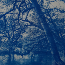 Jess Elliot - Cyanotype (Photography) - To Leave Without A Trace