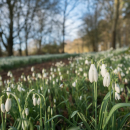 Snowdrop Sundays 1st, 8th, 15th February.  10.00 - 15.00