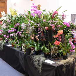 Suffolk Orchid Society's Annual Show