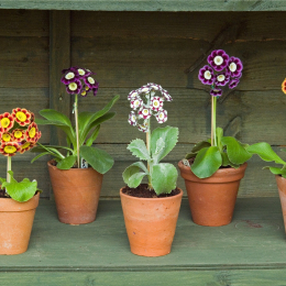 Auricula and Primula Society Show 