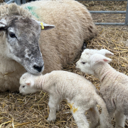‘Dancing’ sheep bring a unique look at farming life