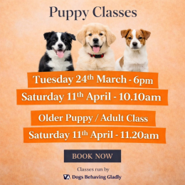 Puppy Classes at The Empawrium! ✨🐾