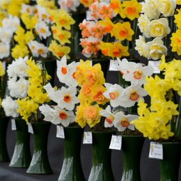 RHS Daffodil Show