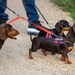 Walkies 