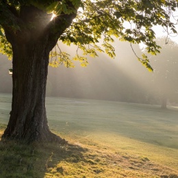 The Tree Listening Project