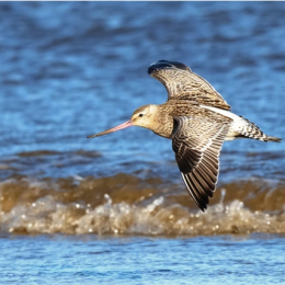 Wirral Bird Club - “Norfolk” -  Steve Dawes