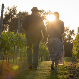 Evening Amongst the Vines 