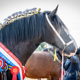 ESSEX HEAVY HORSE SHOW