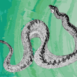 Seeking Serpents: A Secret Garden Trail
