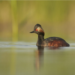 Wirral Bird Club - “By River & Sea” - Mark Sisson