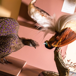 Human Natures at Manchester Museum