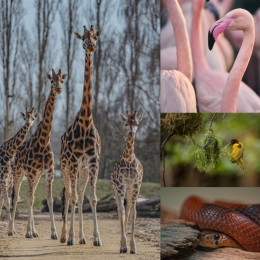 Heart of Africa at Chester Zoo