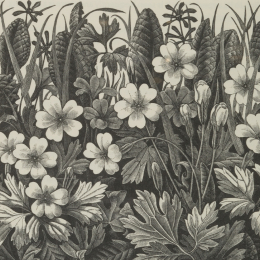  Monica Poole: Nature’s Dark Beauty