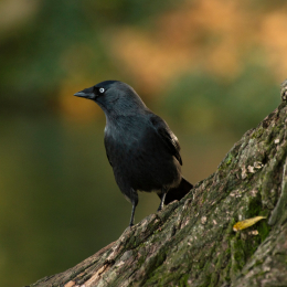 RSPB Autumn Bird Walk at Wisley