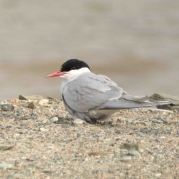 Wirral Bird Club - “Circumnavigating Svalbard - an Arctic Adventure” -  Hugh Stewart