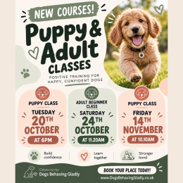 🐾 🐶  Puppy & Beginner Dog Training Classes at The Empawrium! 🐶 🐾
