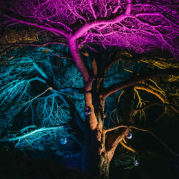 Stockwood Illuminated 2026