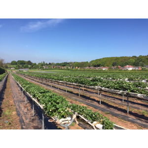 Pick your own Strawberries at Manor Farm Fruits