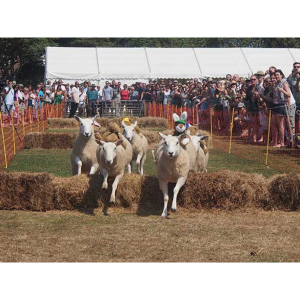 Sark Sheep Racing
