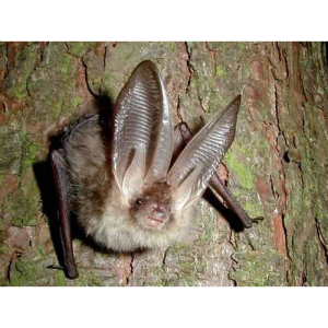 After Dark Bat Walk on #Epsom Common Local Nature Reserve 
