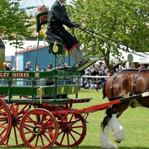 National Shire Horse Show 2022