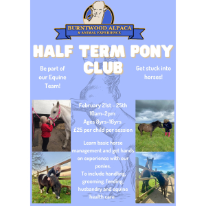 Half Term Pony Club