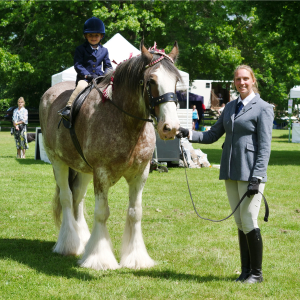 Herts Heavy Horse & Country Show