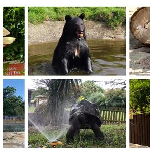 Come and join the animals at Woburn Safari Park this summer!