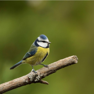 Birdwatching for Beginners - Monthly Guided Walks