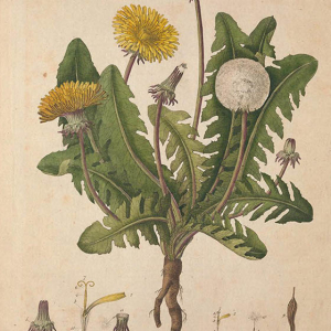 What is a Weed?
