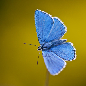 A FREE Guided butterfly Walk at BBOWT Yoesden Bank , led by Brenda Mobbs.