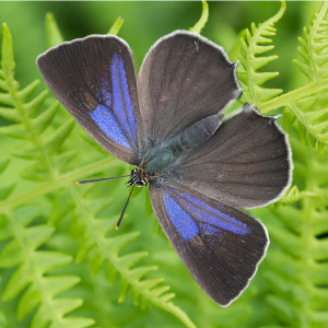 A FREE Guided Butterfly Walk at BBOWT Warburg NR, led by Hilary Glew