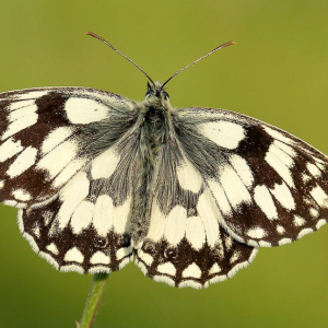 A FREE Guided Butterfly Walk at BBOWT Blenheim Farm