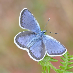 A FREE Guided Butterfly Walk to Pamber Forest & Silchester Common