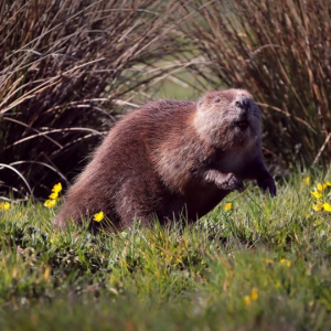 Beavers and Rewilding