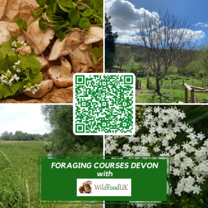 Foraging Courses in Devon with Wild Food UK