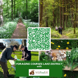 Foraging with Wild Food UK in the Lake District