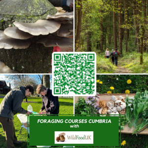 Foraging with Wild Food UK - Cumbria