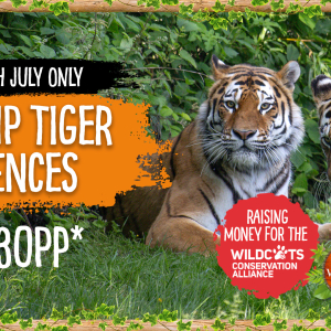 Tiger Charity Weekend at Woburn Safari Park 