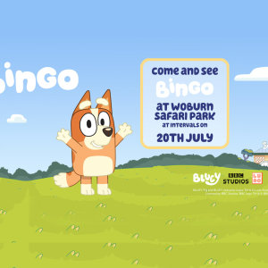 Meet Bingo at Woburn Safari Park!