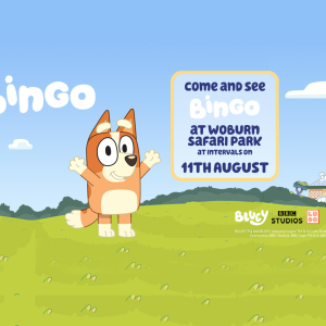Come along and meet Bingo on the 11th August at Woburn Safari Park!