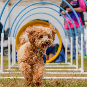 DogFest Knebworth